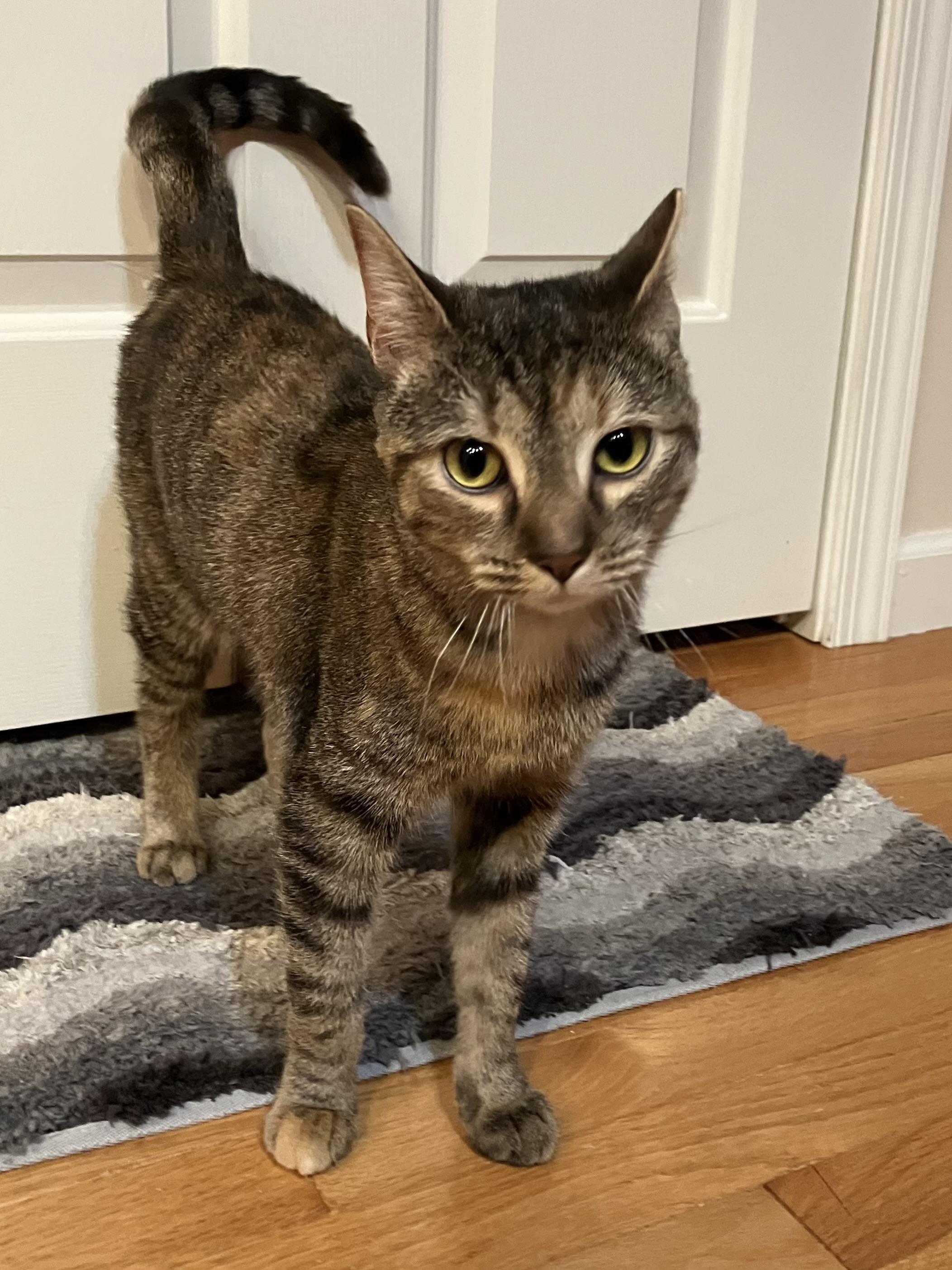 Penny, adopted, Adult Female Tabby.