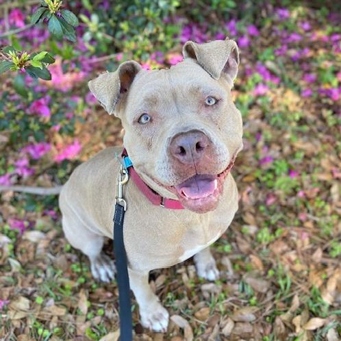 Lila, Adoptable, Adult Female Mixed Breed.