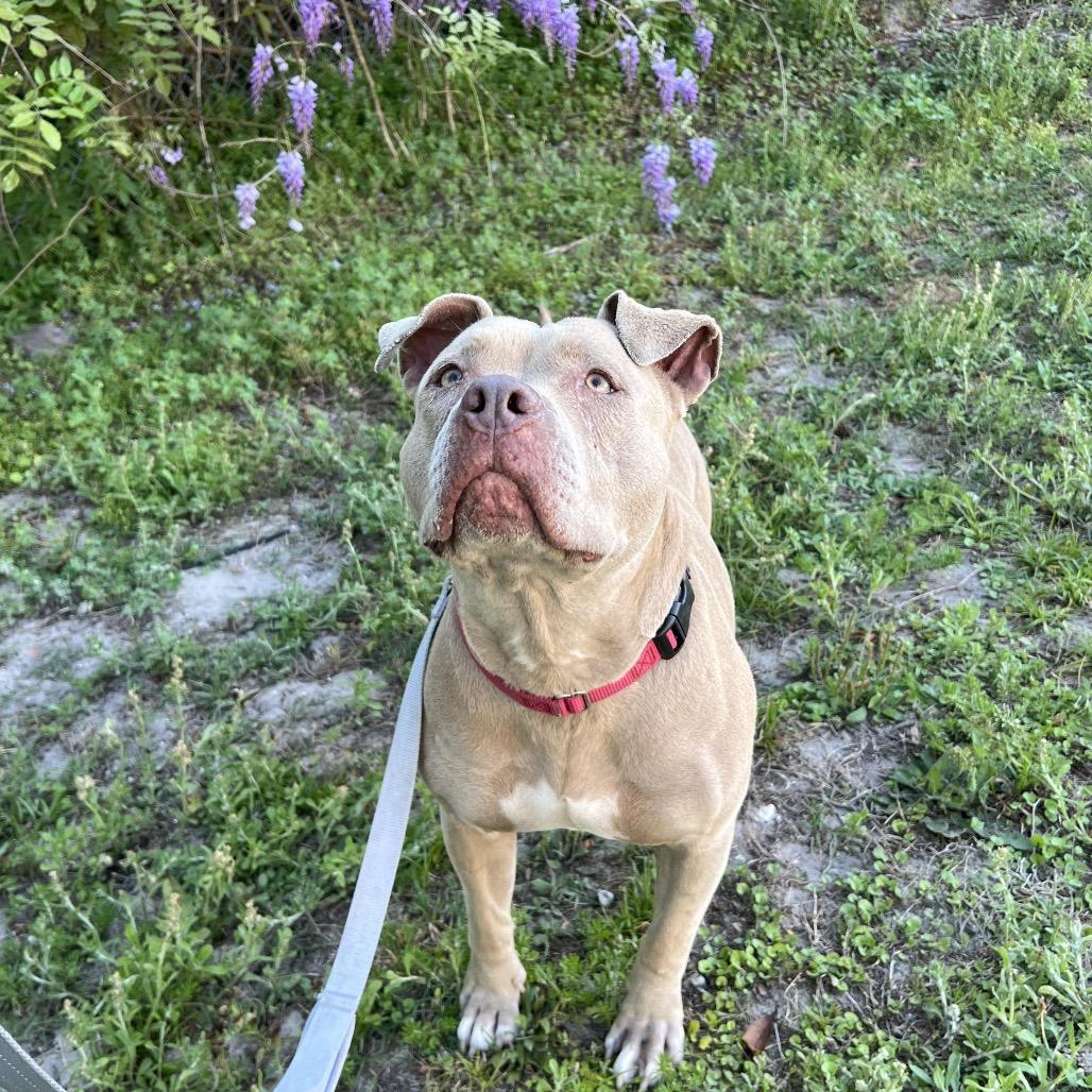 Lila, a Adoptable Mixed Breed in Jacksonville, FL image 2/4
