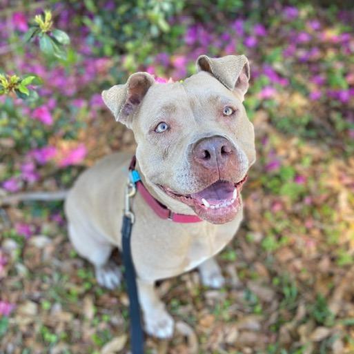 Lila, a Adoptable Mixed Breed in Jacksonville, FL image 3/4