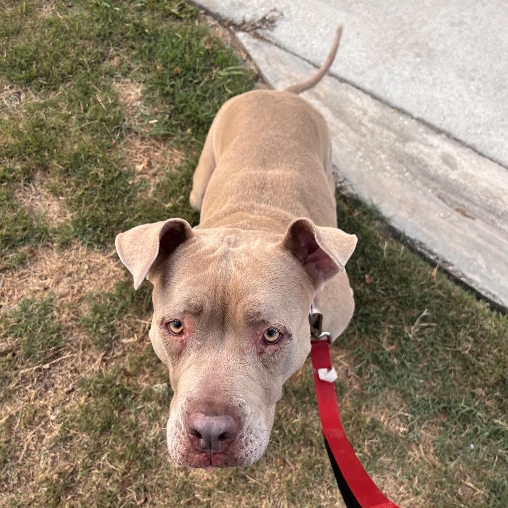 Lila, a Adoptable Mixed Breed in Jacksonville, FL image 4/4