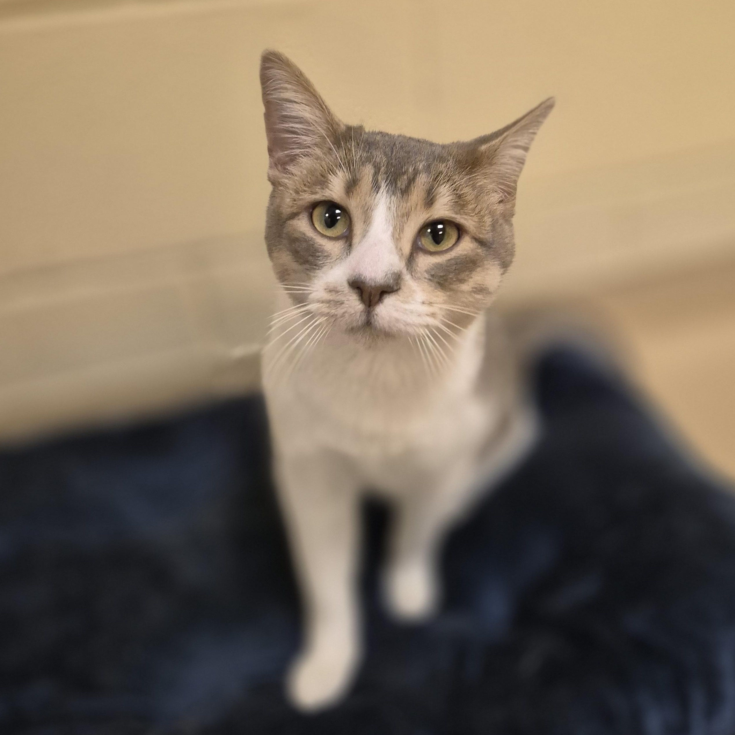 Enlarge Hazelnut, a ADOPTABLE Domestic Short Hair in Schertz, TX image 1/3