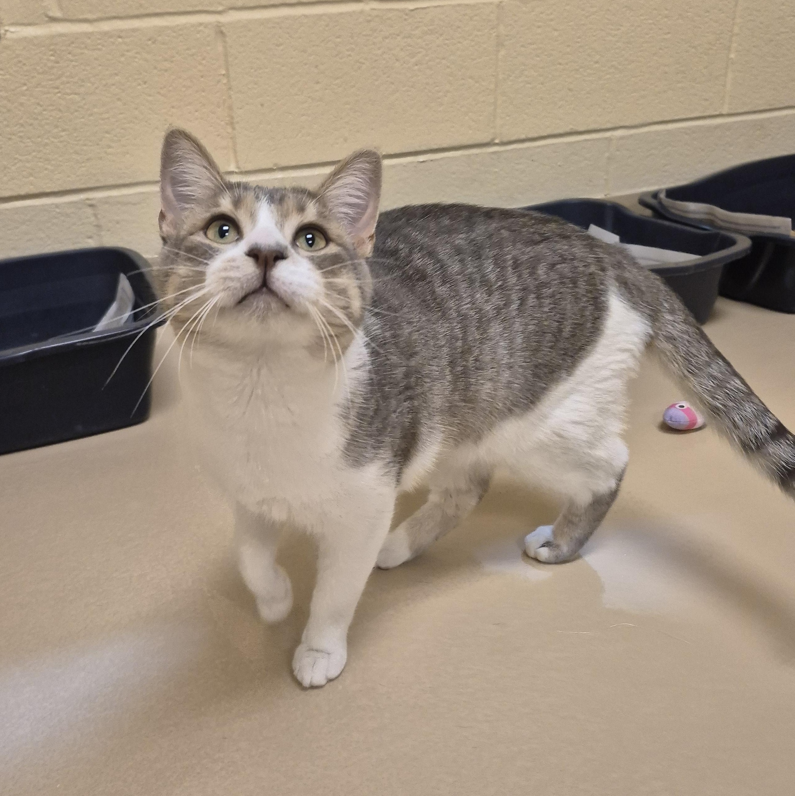 Enlarge Hazelnut, a ADOPTABLE Domestic Short Hair in Schertz, TX image 2/3