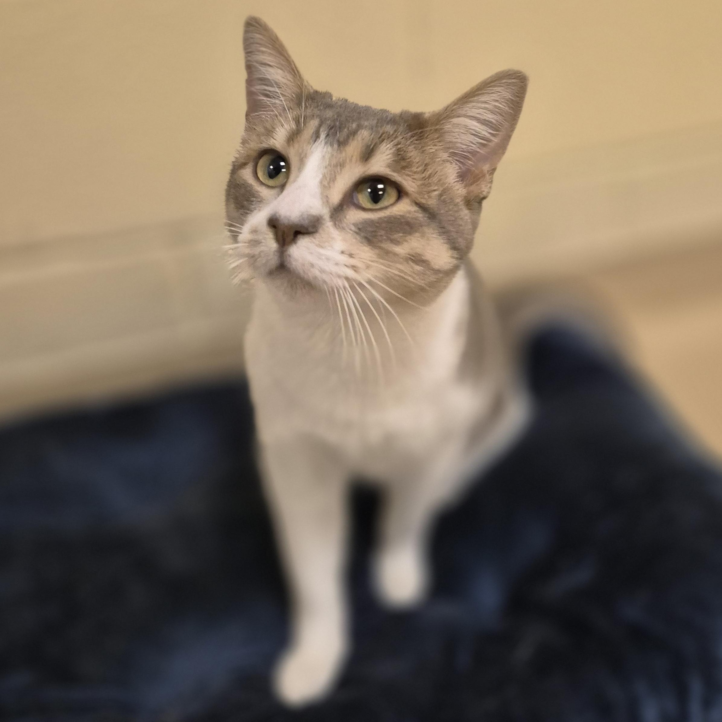 Enlarge Hazelnut, a ADOPTABLE Domestic Short Hair in Schertz, TX image 3/3