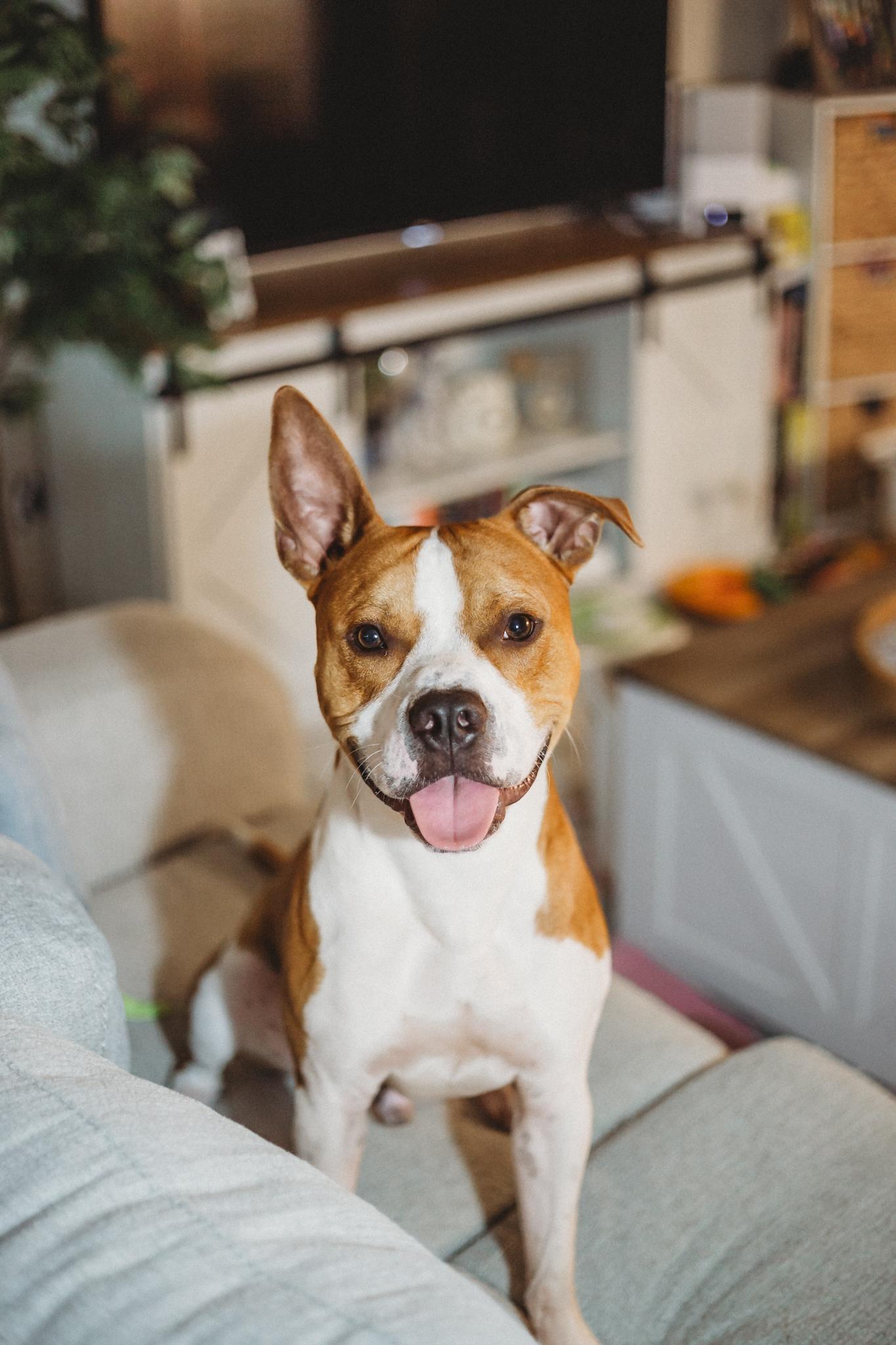 Denny, a Adoptable Mixed Breed in tampa, FL image 1/6