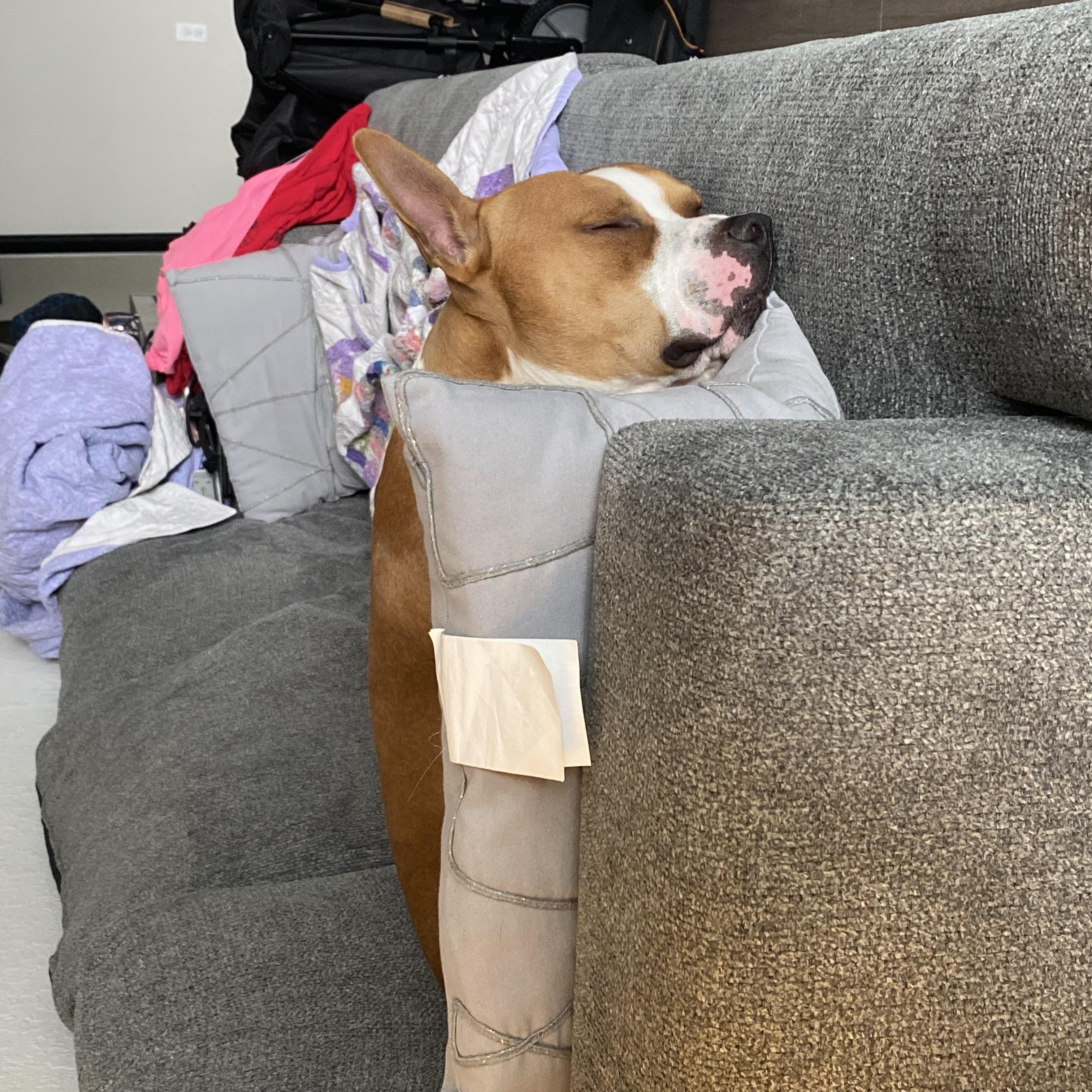 Denny, a Adoptable Mixed Breed in tampa, FL image 3/6