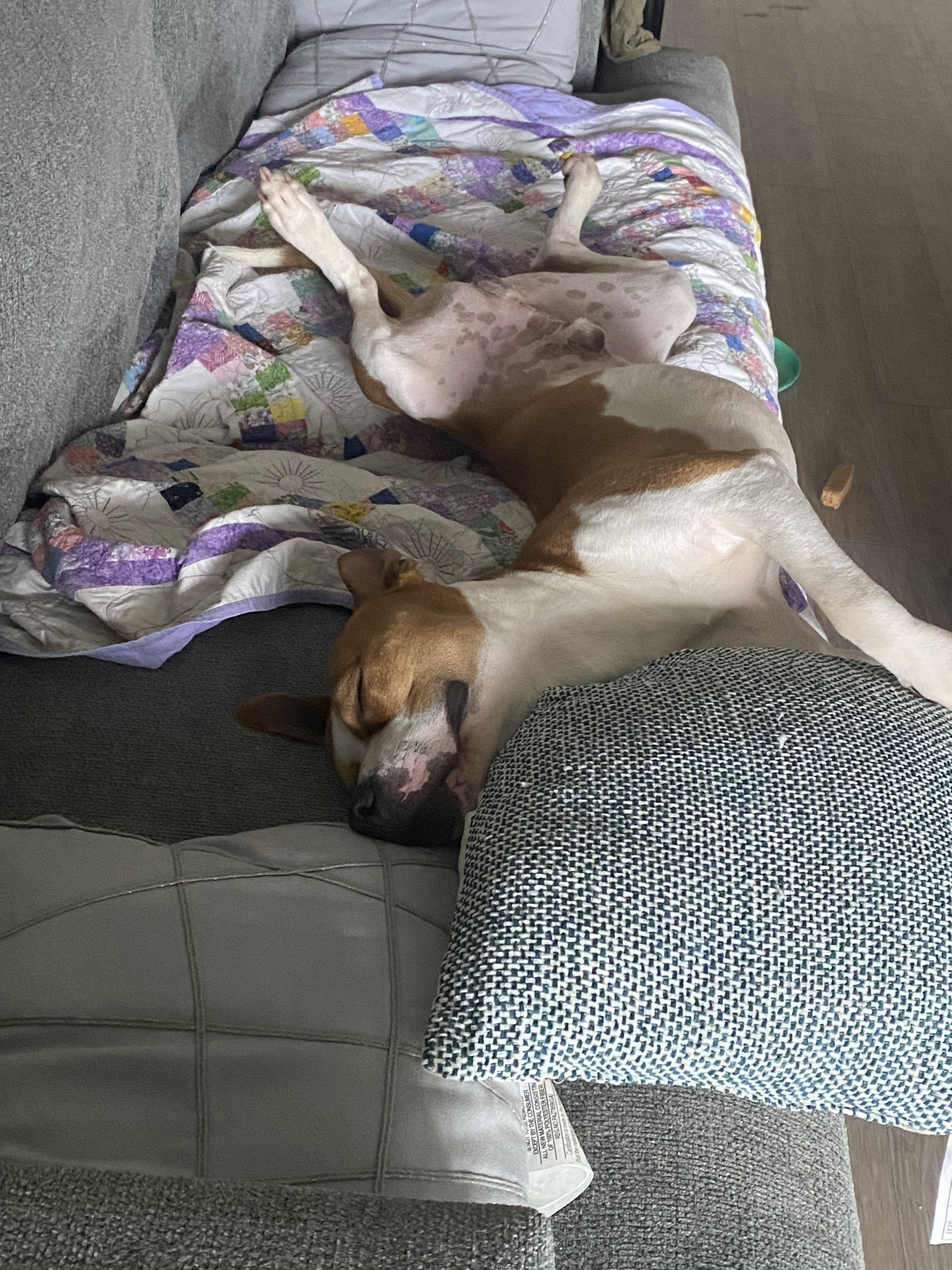 Denny, a Adoptable Mixed Breed in tampa, FL image 5/6