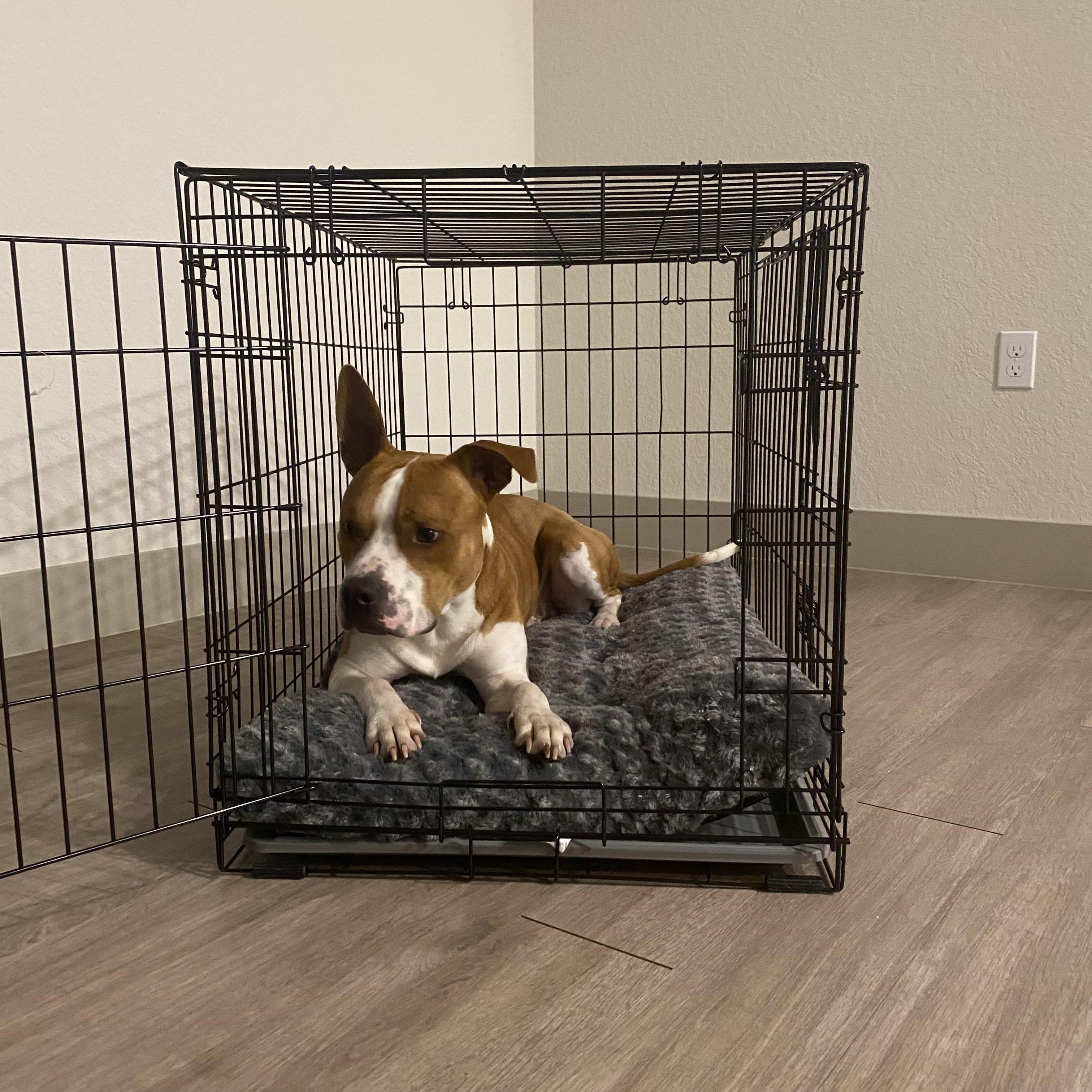 Denny, a Adoptable Mixed Breed in tampa, FL image 6/6