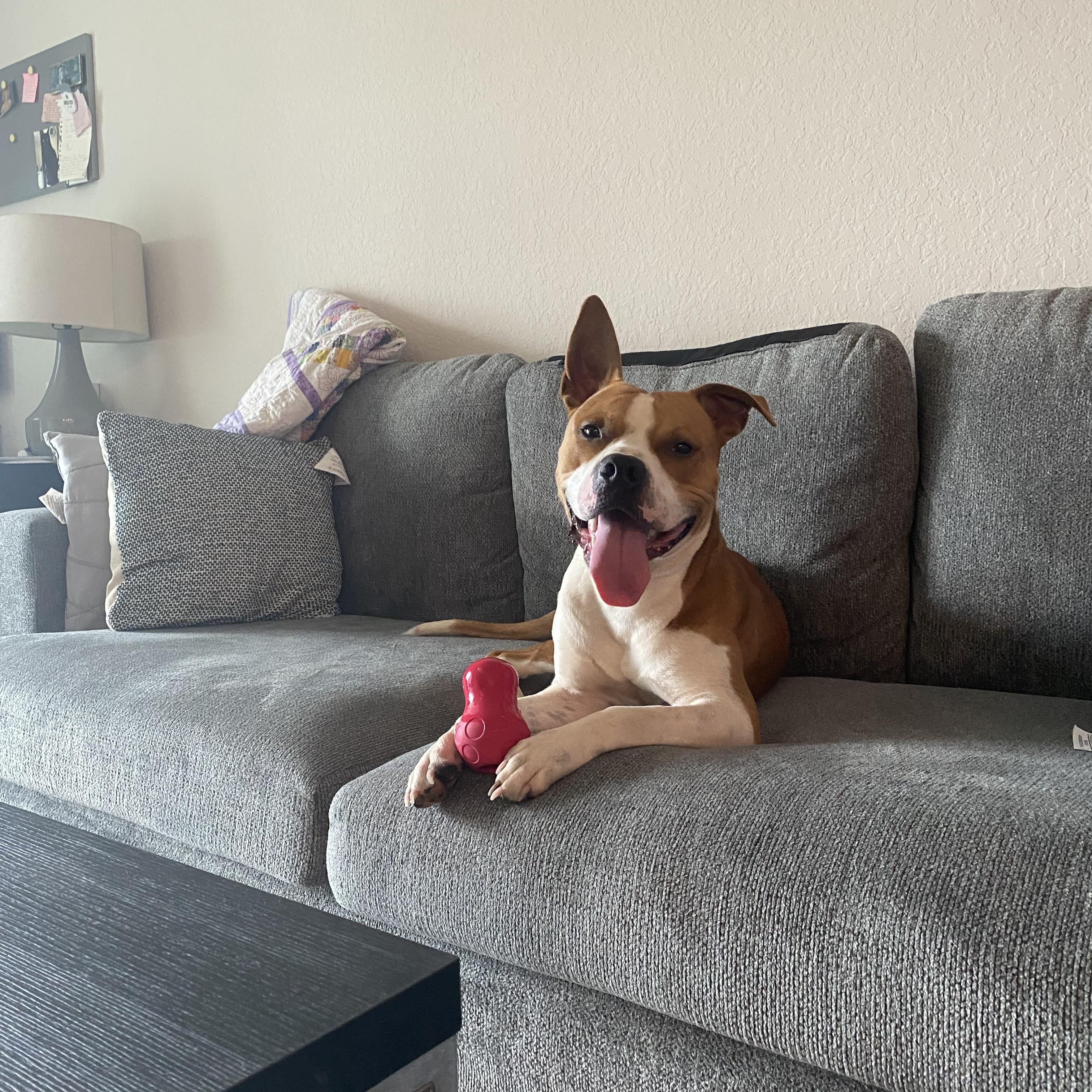 Denny, a Adoptable Mixed Breed in tampa, FL image 2/6