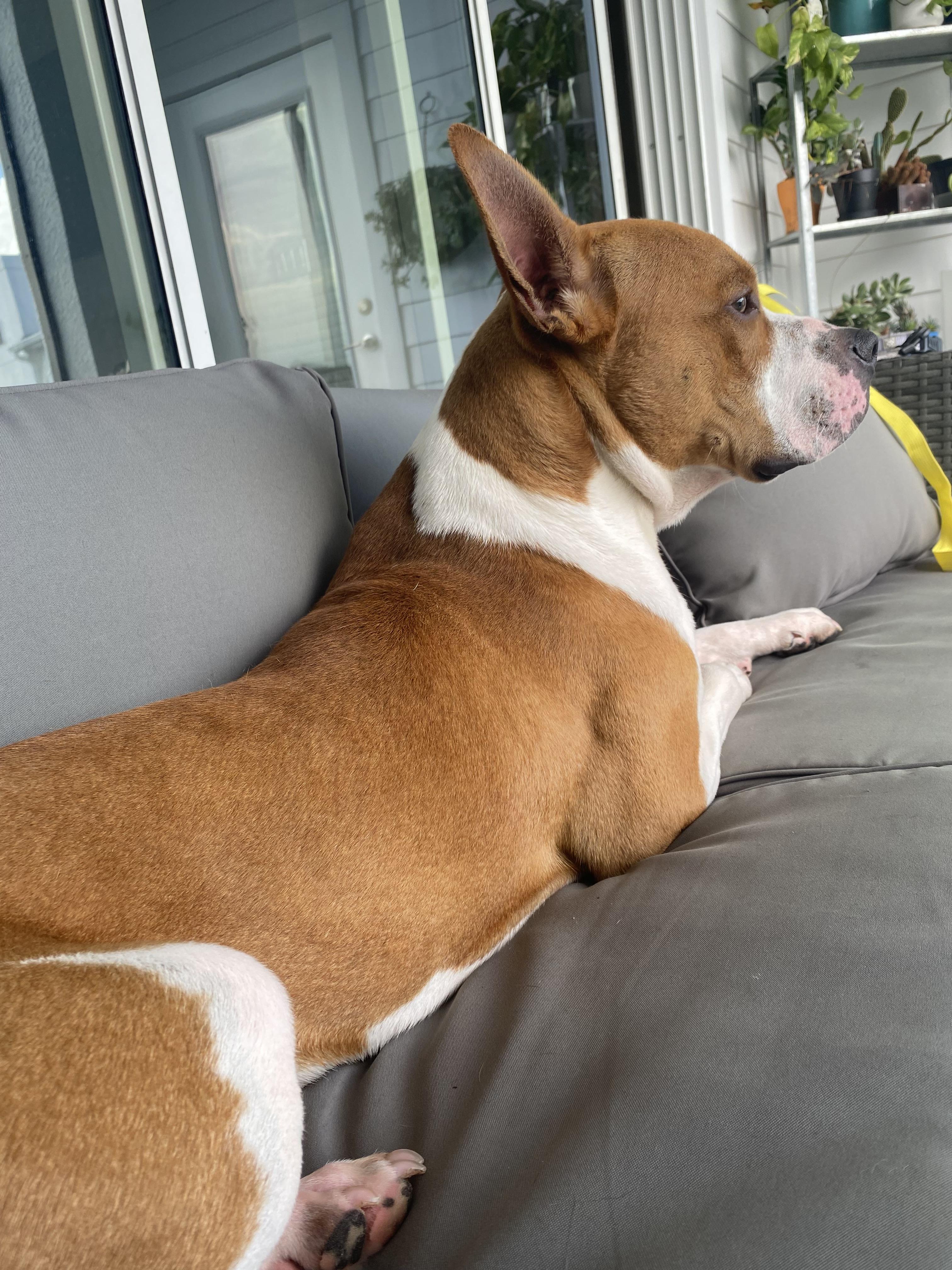 Denny, a Adoptable Mixed Breed in tampa, FL image 4/6