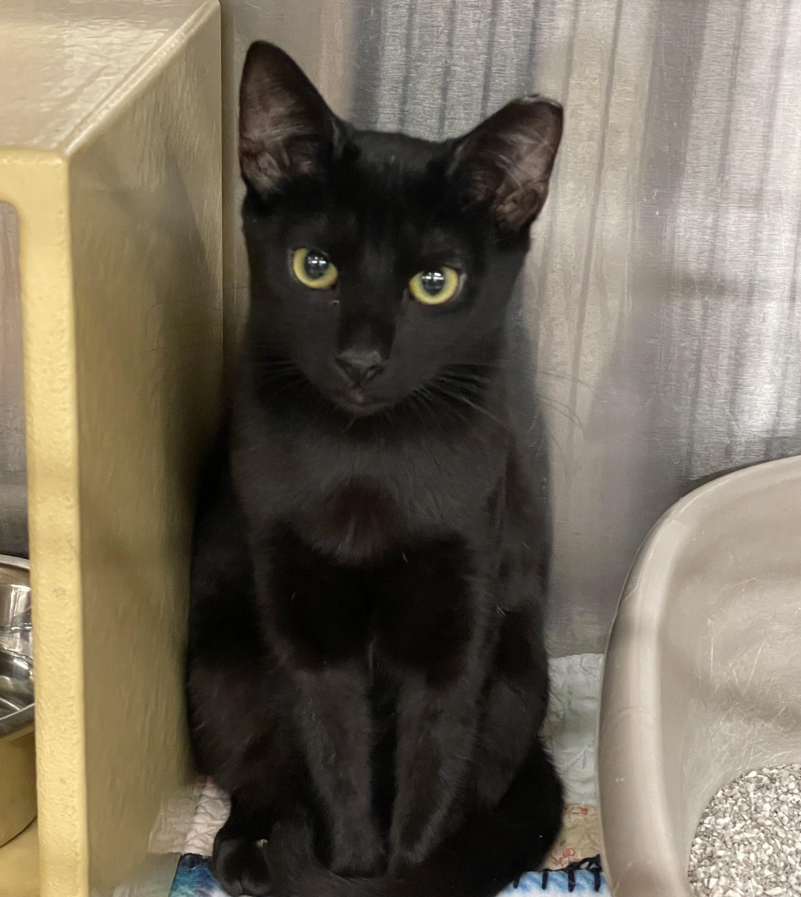 Enlarge Chuck, a Adoptable Domestic Short Hair in Columbia, SC image 1/2