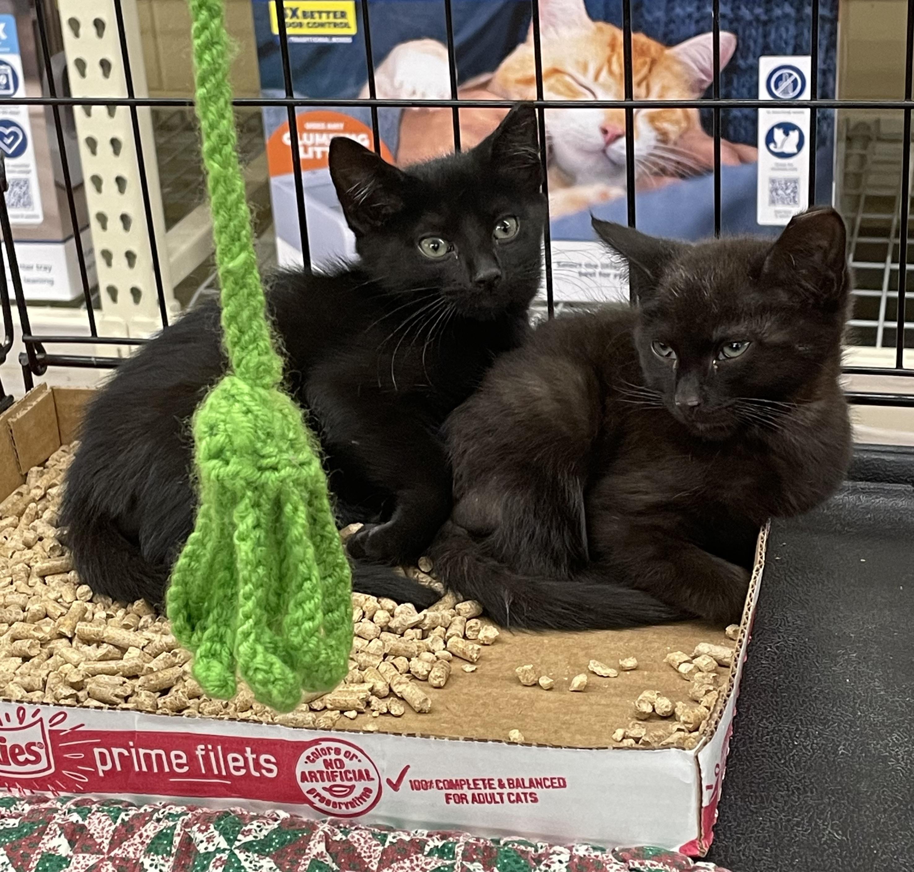 Chuck, Adoptable, Young Male Domestic Short Hair.