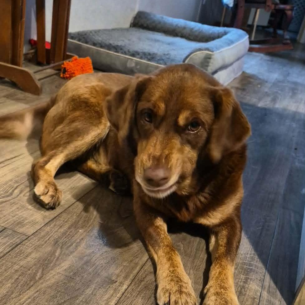 Cypress, a Adoptable Chocolate Labrador Retriever in Gainesboro, TN image 1/5
