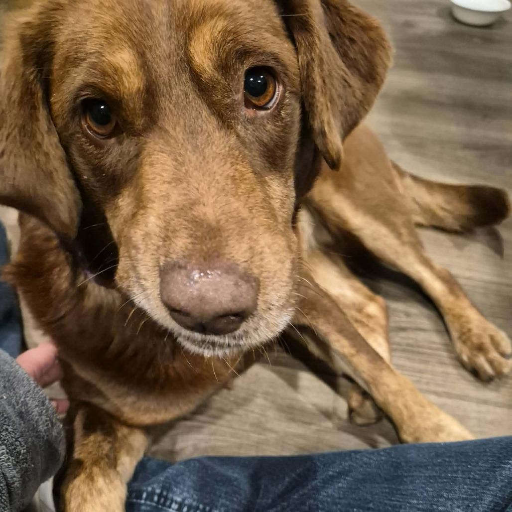 Cypress, a Adoptable Chocolate Labrador Retriever in Gainesboro, TN image 2/5