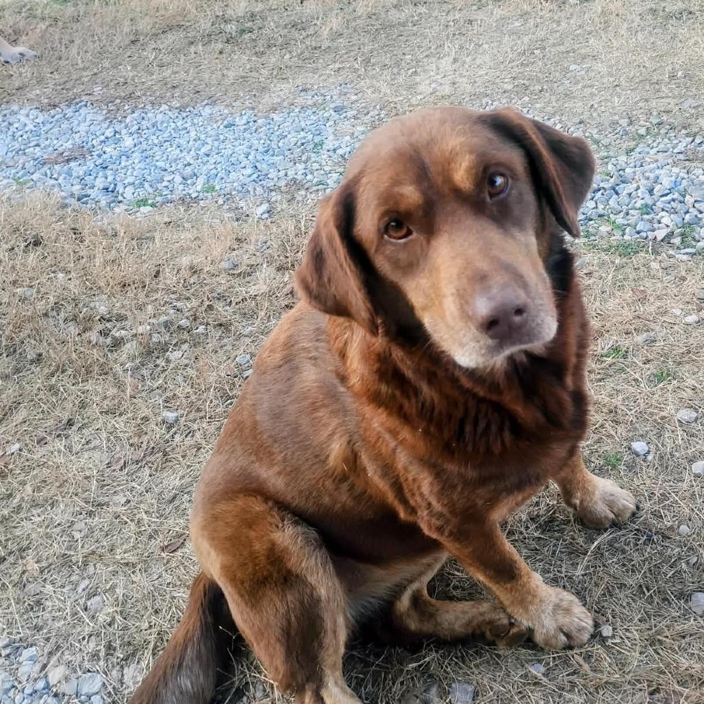 Cypress, a Adoptable Chocolate Labrador Retriever in Gainesboro, TN image 3/5