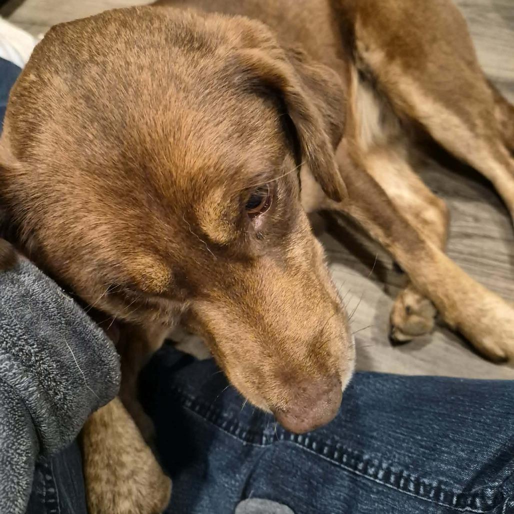 Cypress, a Adoptable Chocolate Labrador Retriever in Gainesboro, TN image 4/5