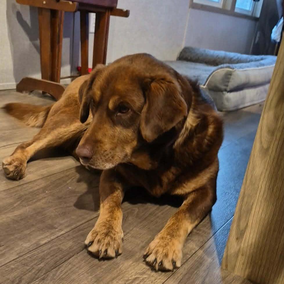 Cypress, a Adoptable Chocolate Labrador Retriever in Gainesboro, TN image 5/5