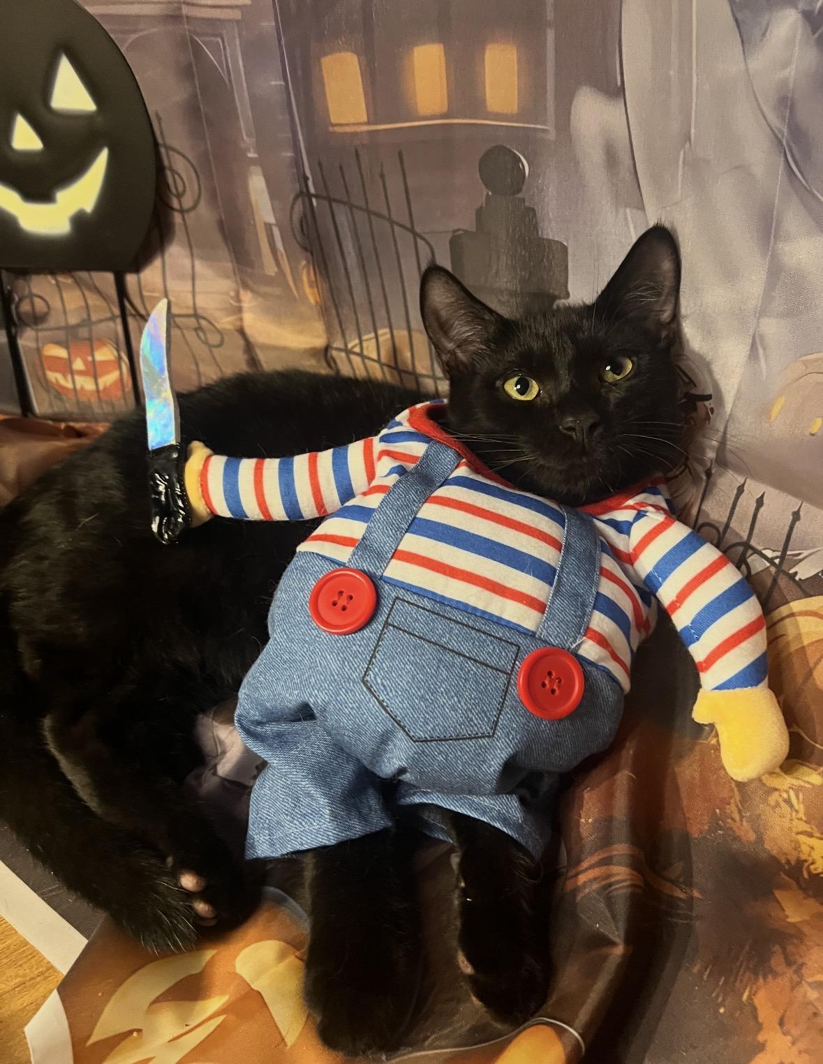 Marco ( Playfuy, sweet & fun), Adoptable, Kitten Male Domestic Short Hair.