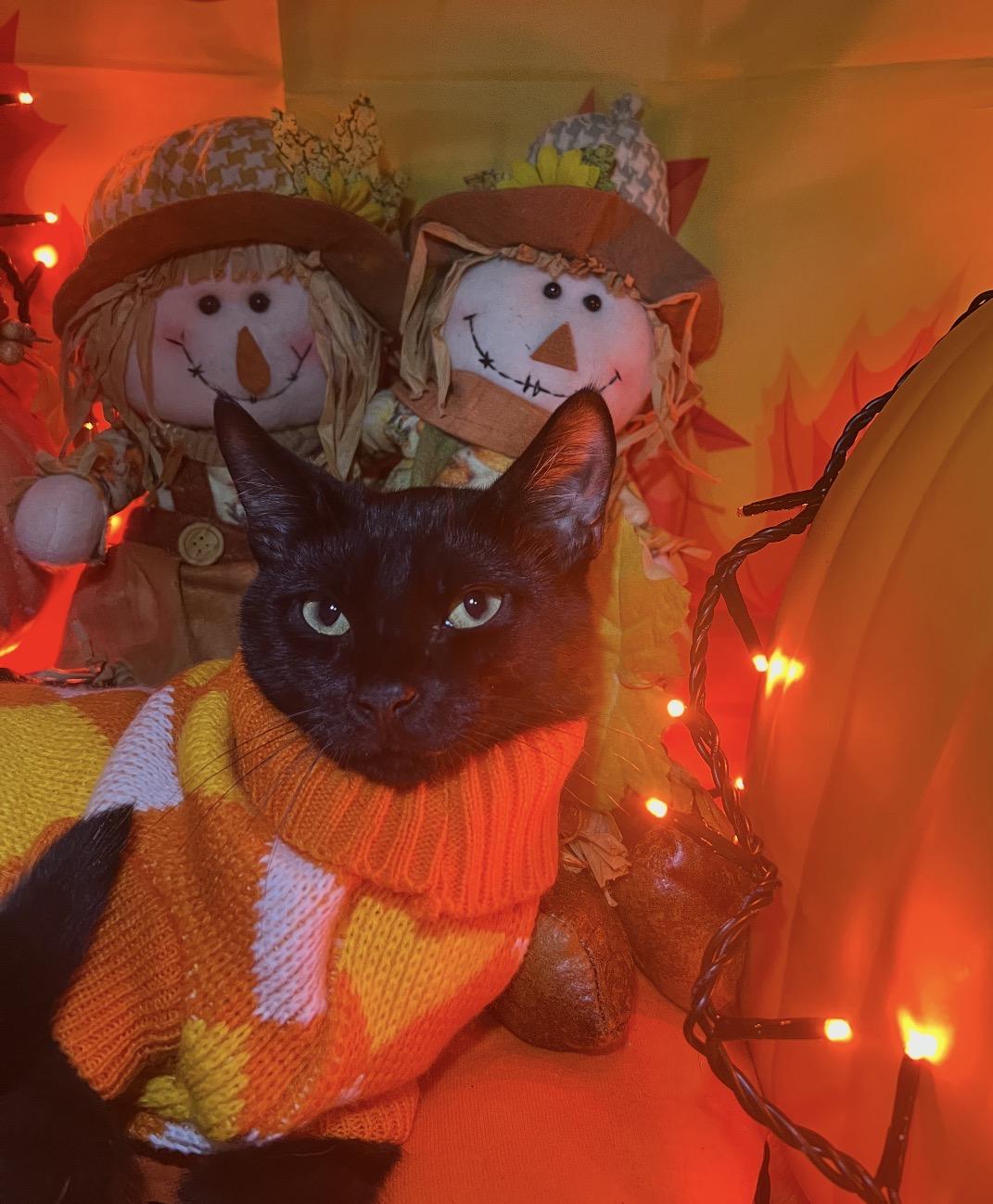 Enlarge Marco ( Playfuy, sweet & fun), a Adoptable Domestic Short Hair in Staten island, NY image 3/5