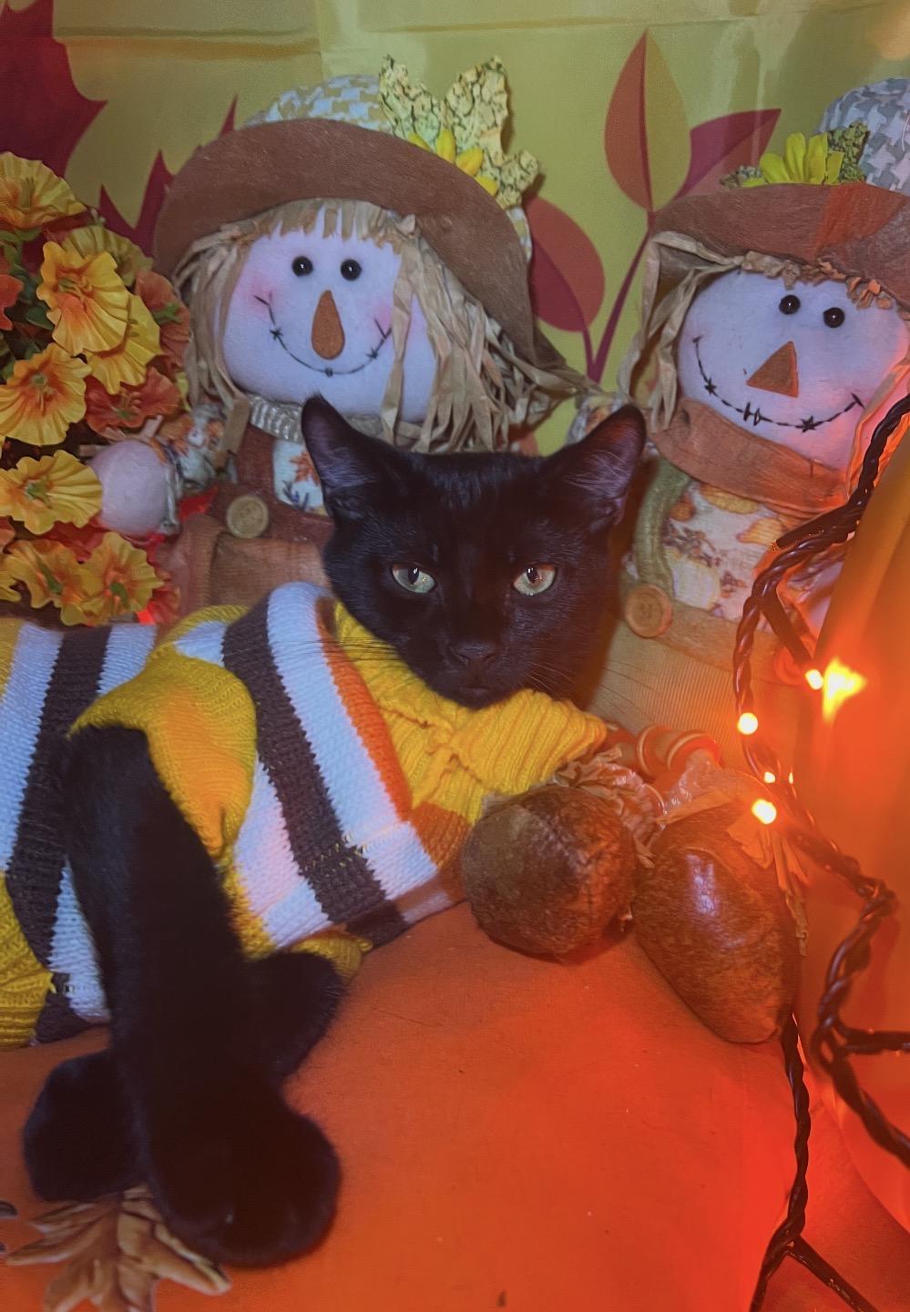 Enlarge Marco ( Playfuy, sweet & fun), a Adoptable Domestic Short Hair in Staten island, NY image 4/5