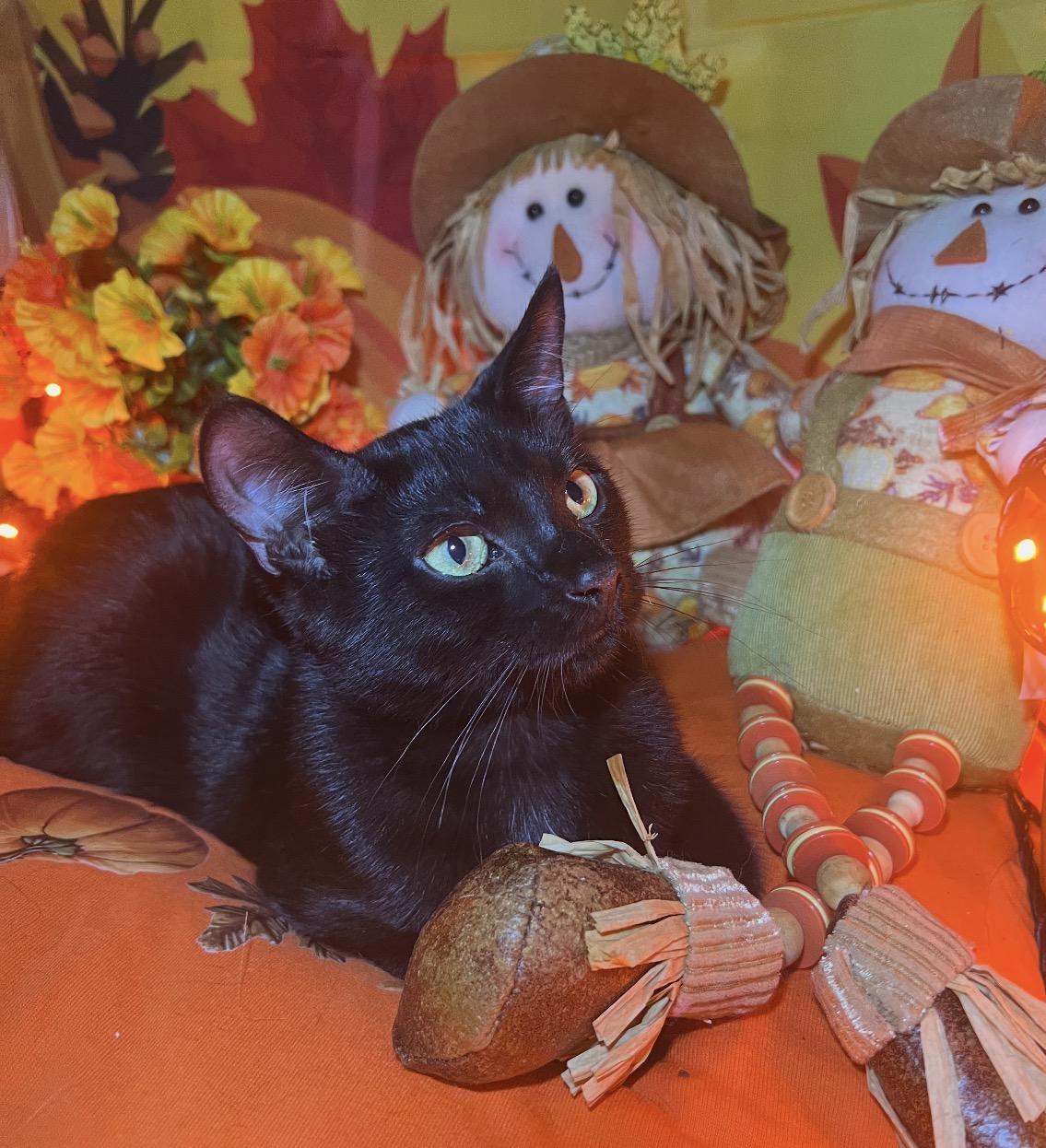 Enlarge Marco ( Playfuy, sweet & fun), a Adoptable Domestic Short Hair in Staten island, NY image 2/5