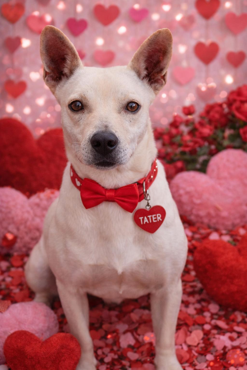 Tater, Adoptable, Young Male Terrier & Carolina Dog.
