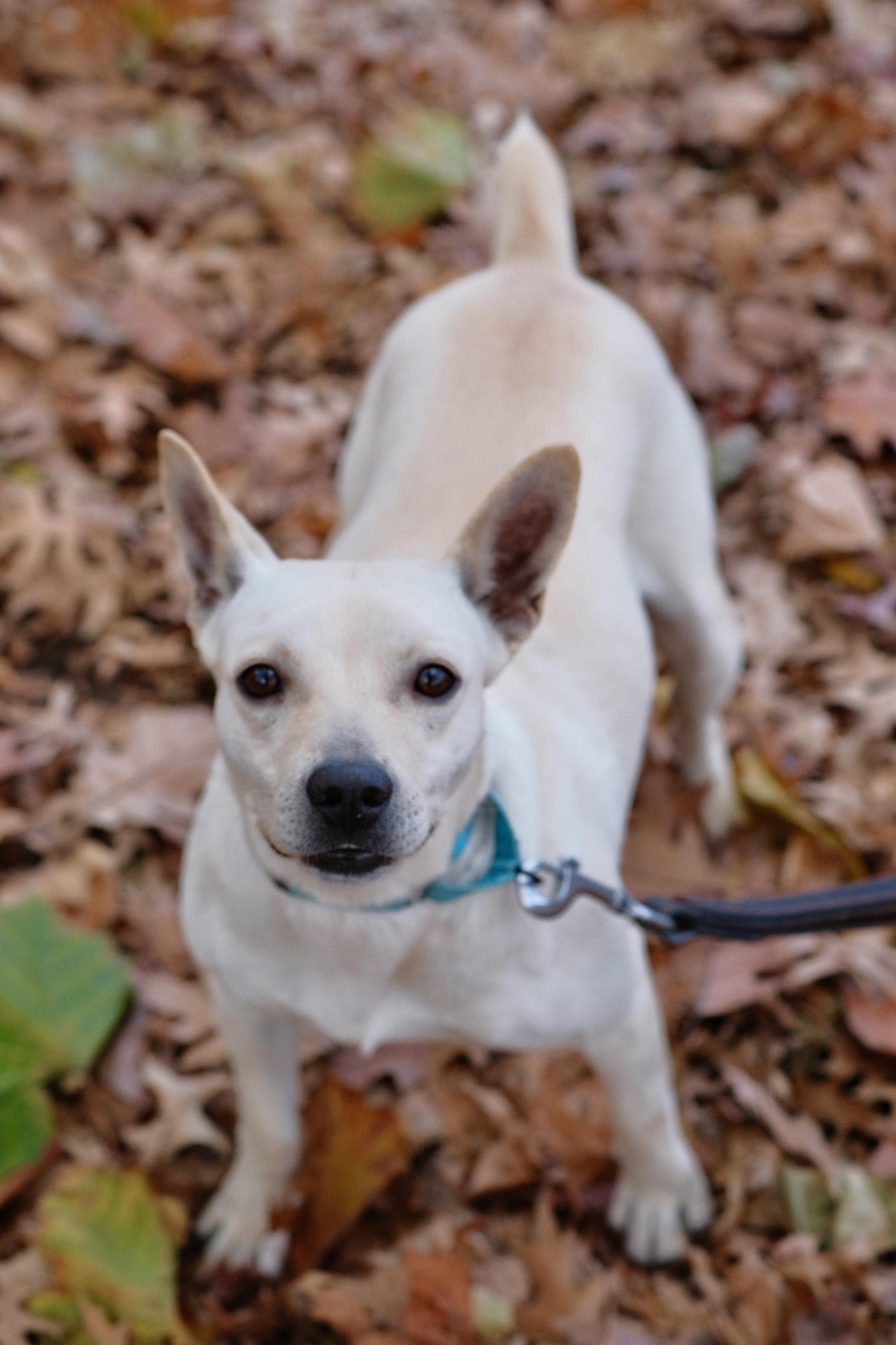 Tater, a Adoptable mixed breed in Brooklyn, NY image 2/6