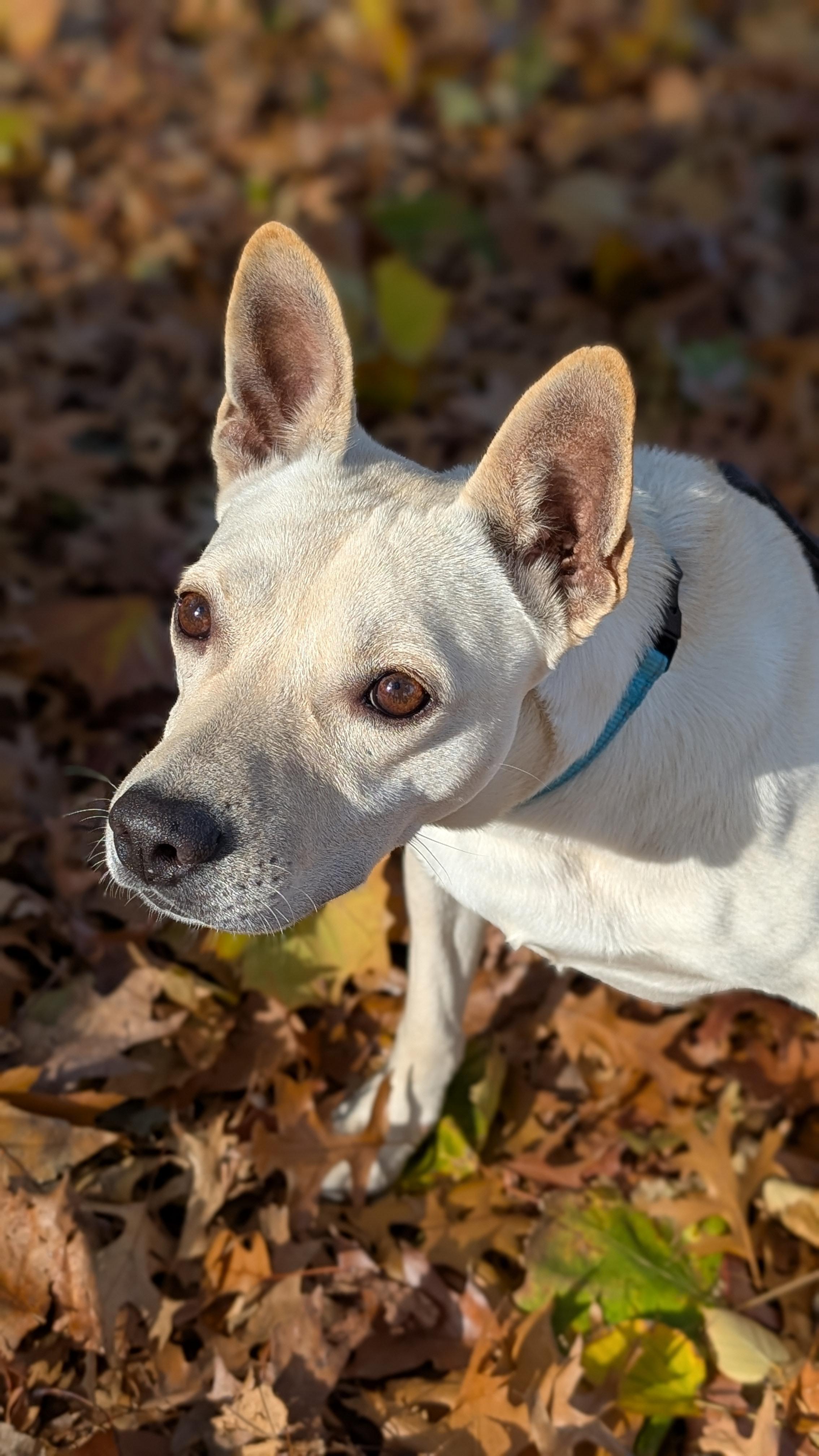 Tater, a Adoptable mixed breed in Brooklyn, NY image 3/6