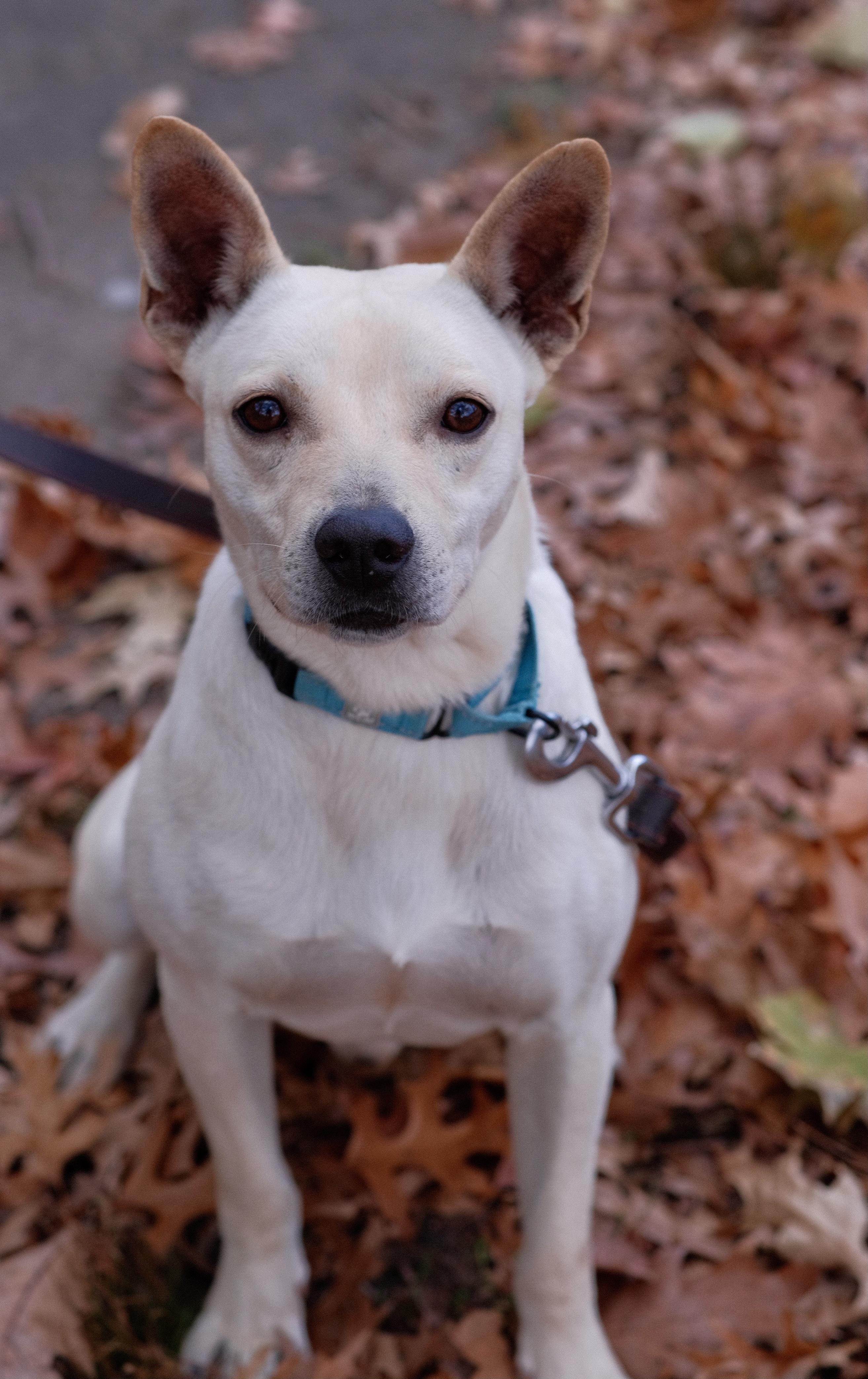 Tater, a Adoptable mixed breed in Brooklyn, NY image 4/6
