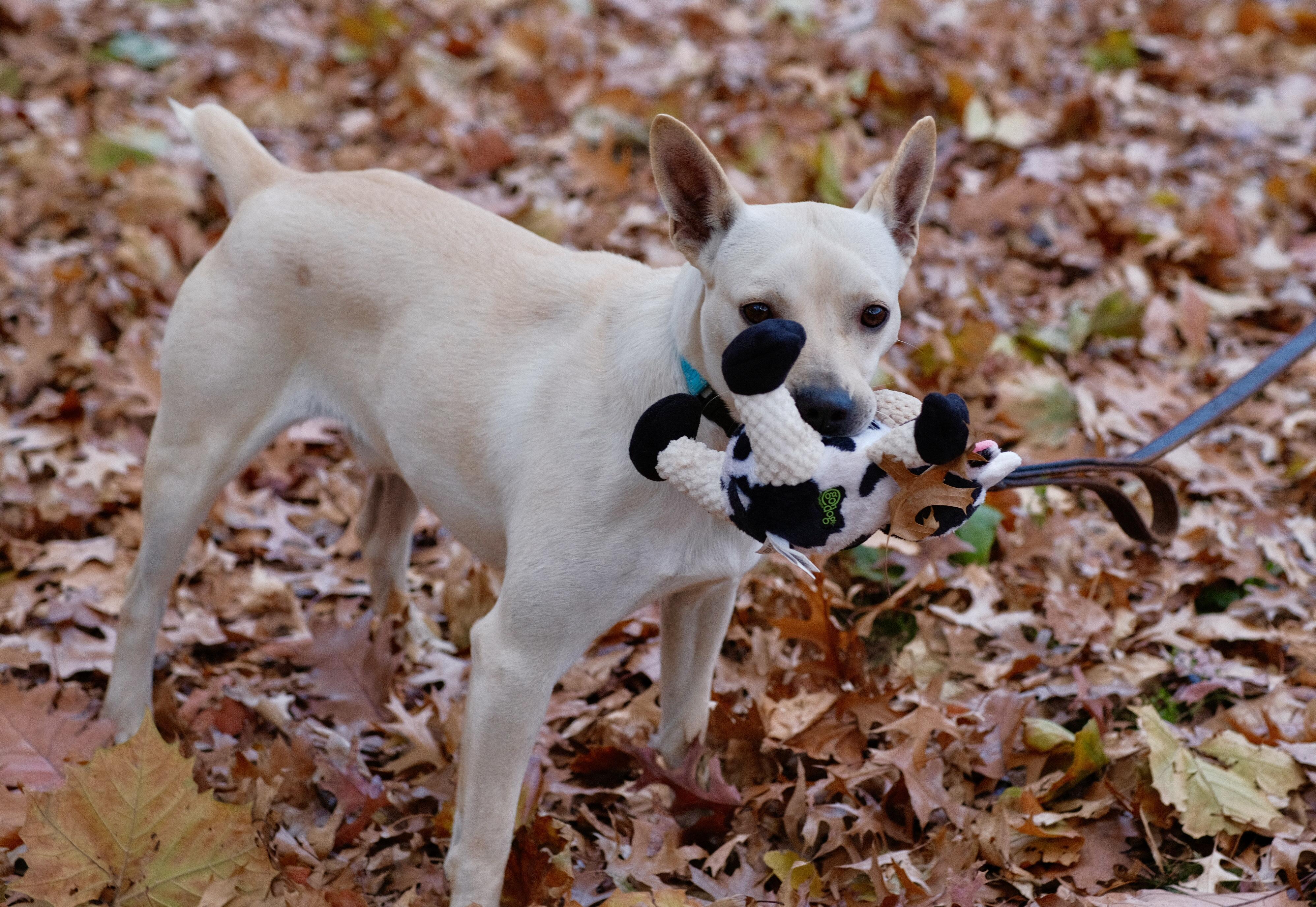 Tater, a Adoptable mixed breed in Brooklyn, NY image 5/6