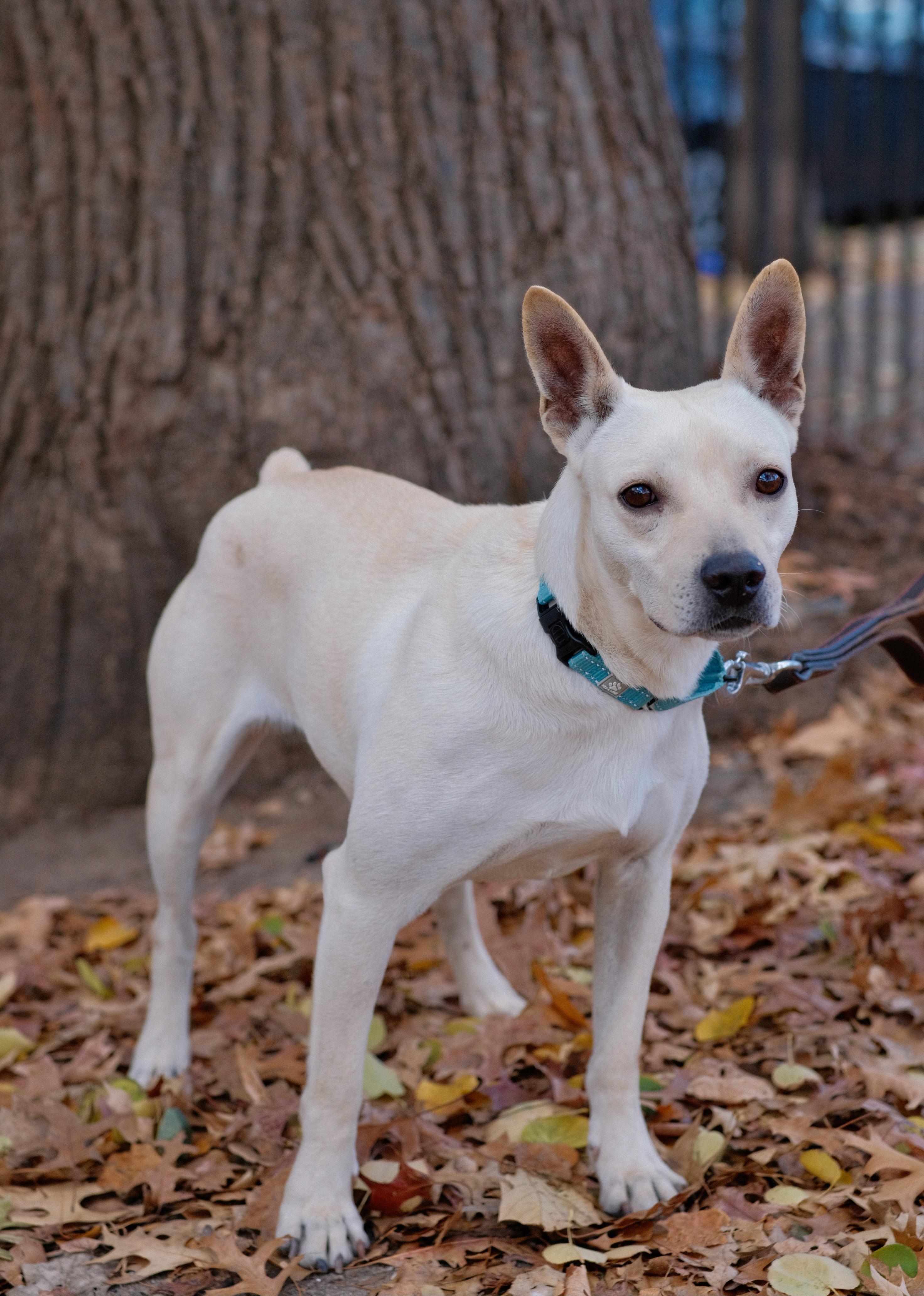 Tater, a Adoptable mixed breed in Brooklyn, NY image 6/6