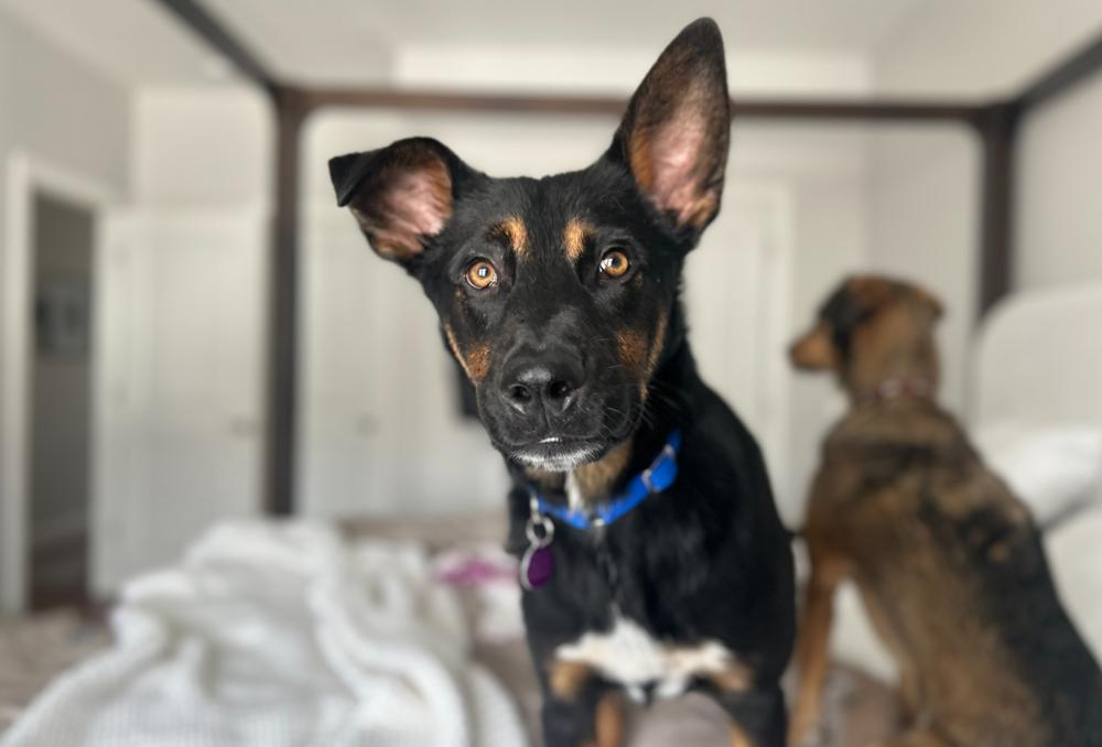 Enlarge Cornelius, a Adoptable mixed breed in Manhattan, NY image 1/4