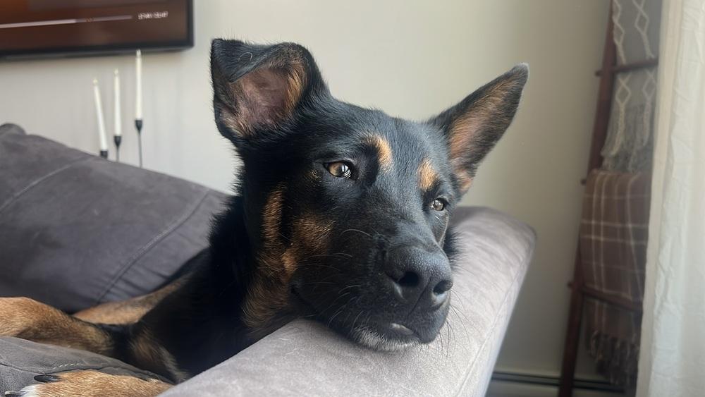 Enlarge Cornelius, a Adoptable mixed breed in Manhattan, NY image 2/4