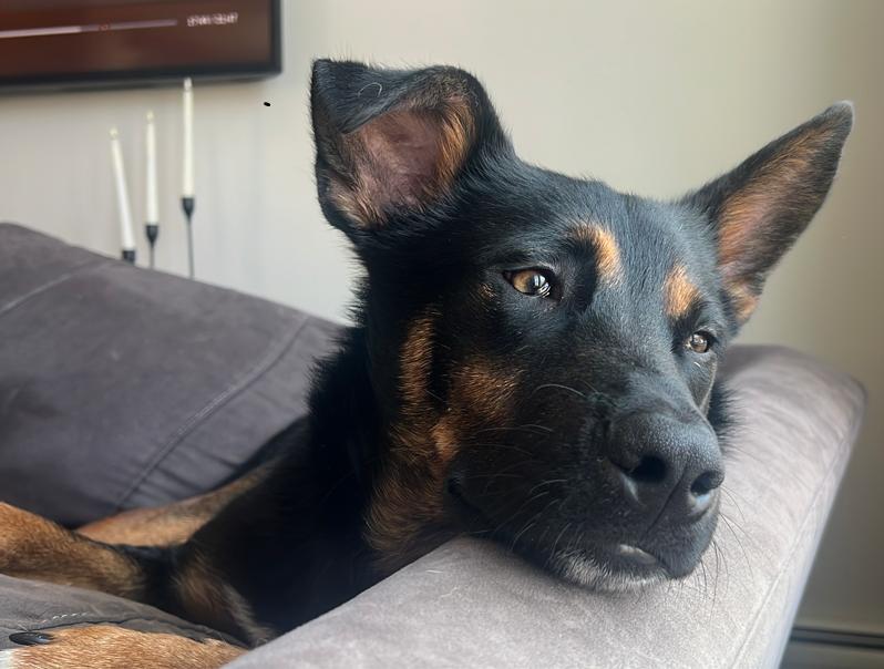 Enlarge Cornelius, a Adoptable mixed breed in Manhattan, NY image 2/4