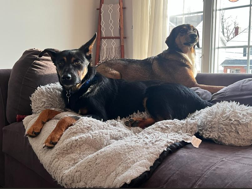 Enlarge Cornelius, a Adoptable mixed breed in Manhattan, NY image 3/4