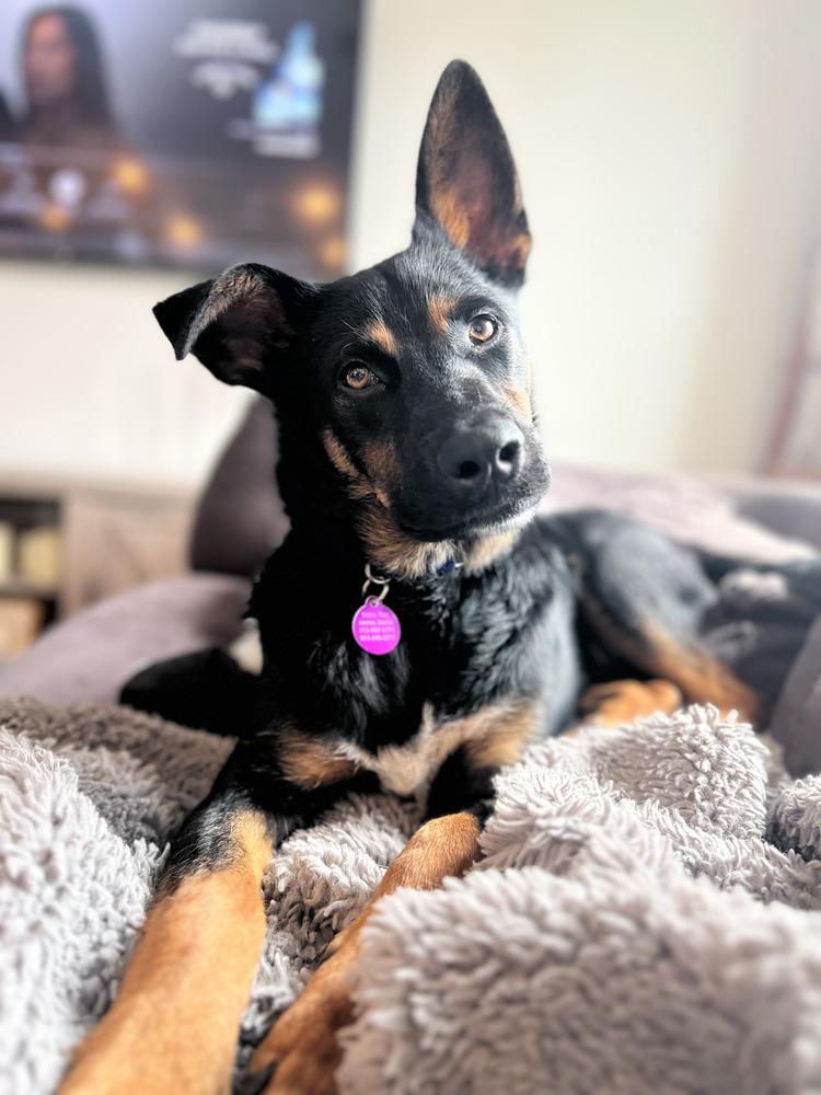 Enlarge Cornelius, a Adoptable mixed breed in Manhattan, NY image 3/4