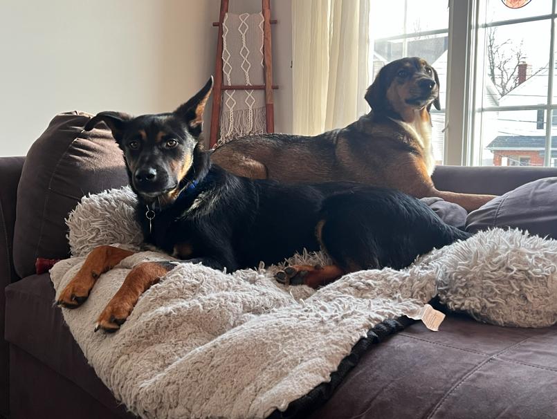 Enlarge Cornelius, a Adoptable mixed breed in Manhattan, NY image 4/4