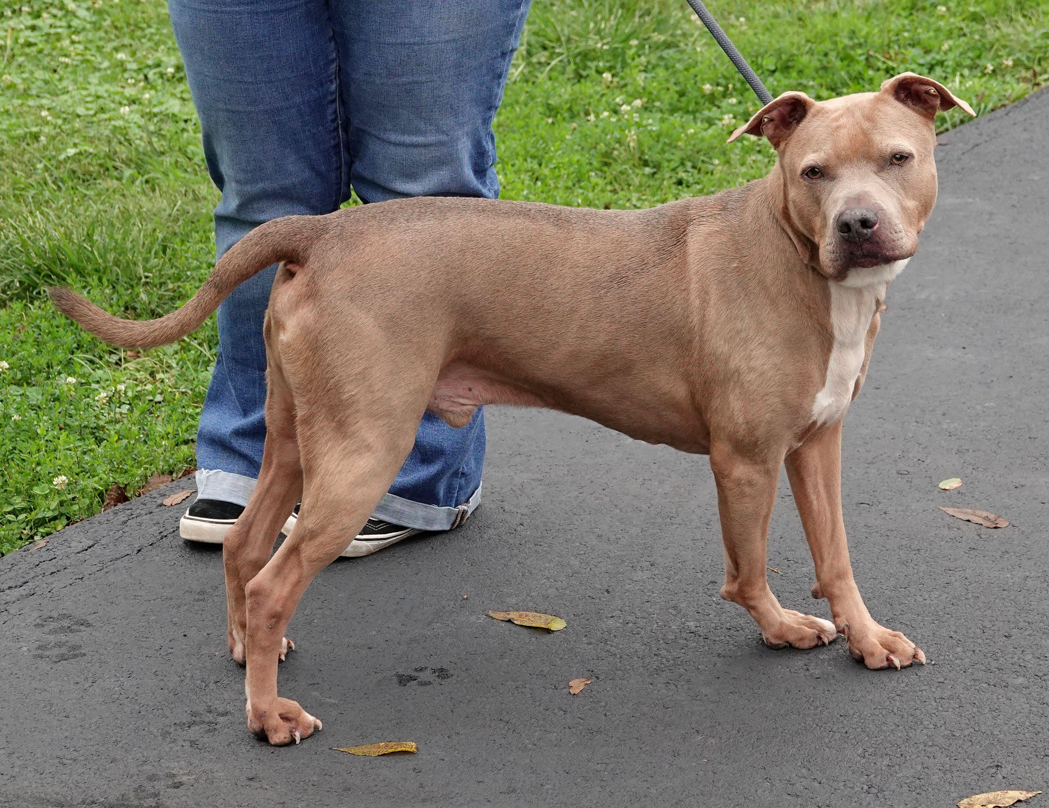 Enlarge Scooby, a Adoptable mixed breed in Millfield, OH image 2/3
