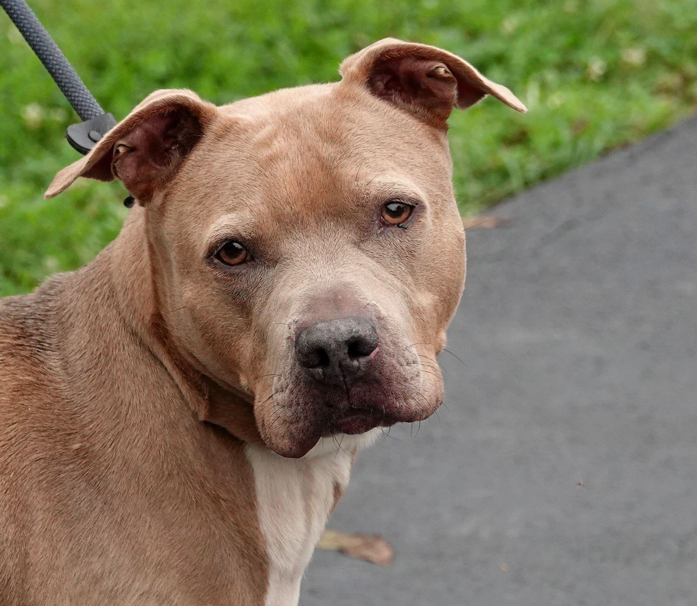Scooby, Adoptable, Adult Male Terrier.
