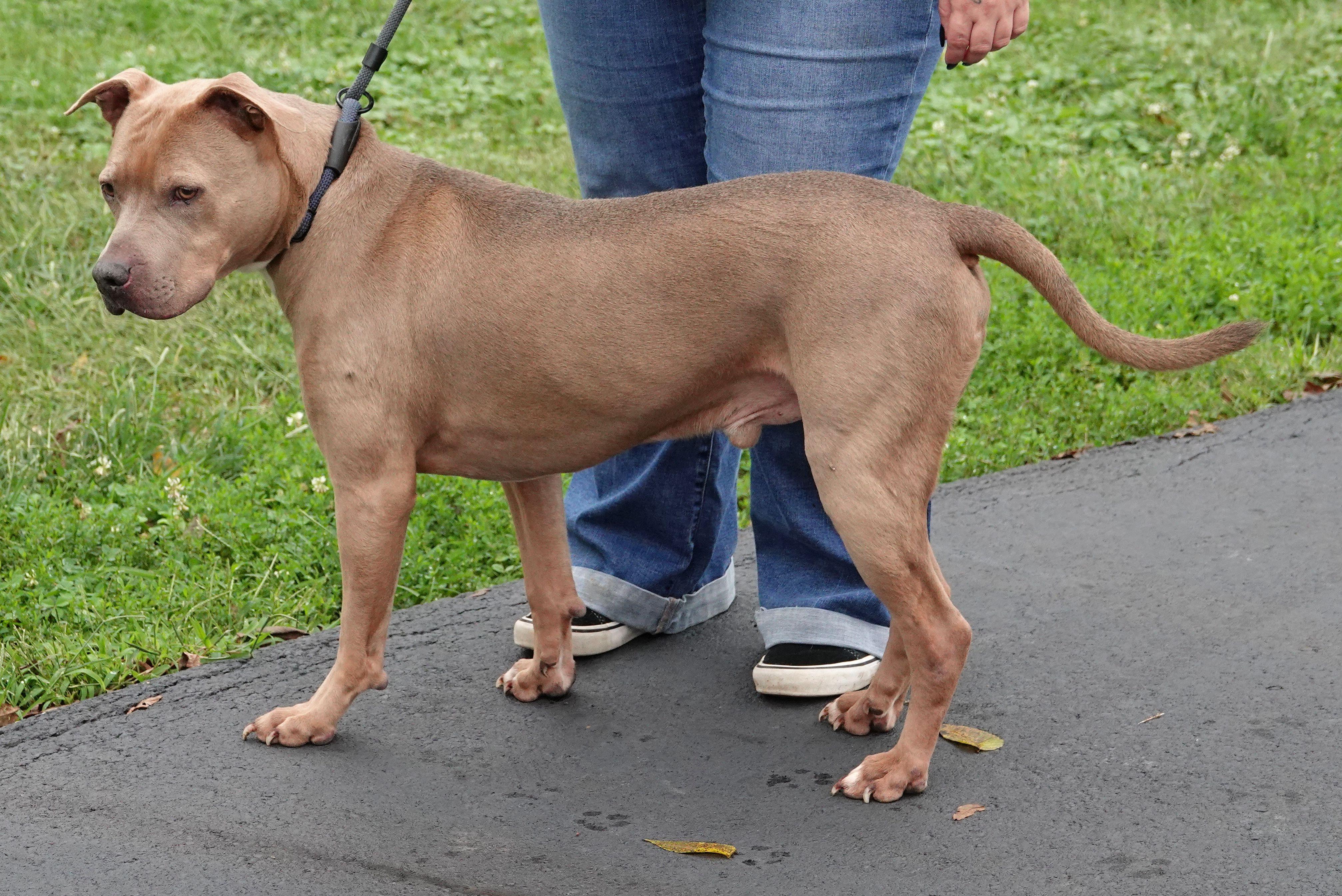 Enlarge Scooby, a Adoptable mixed breed in Millfield, OH image 3/3
