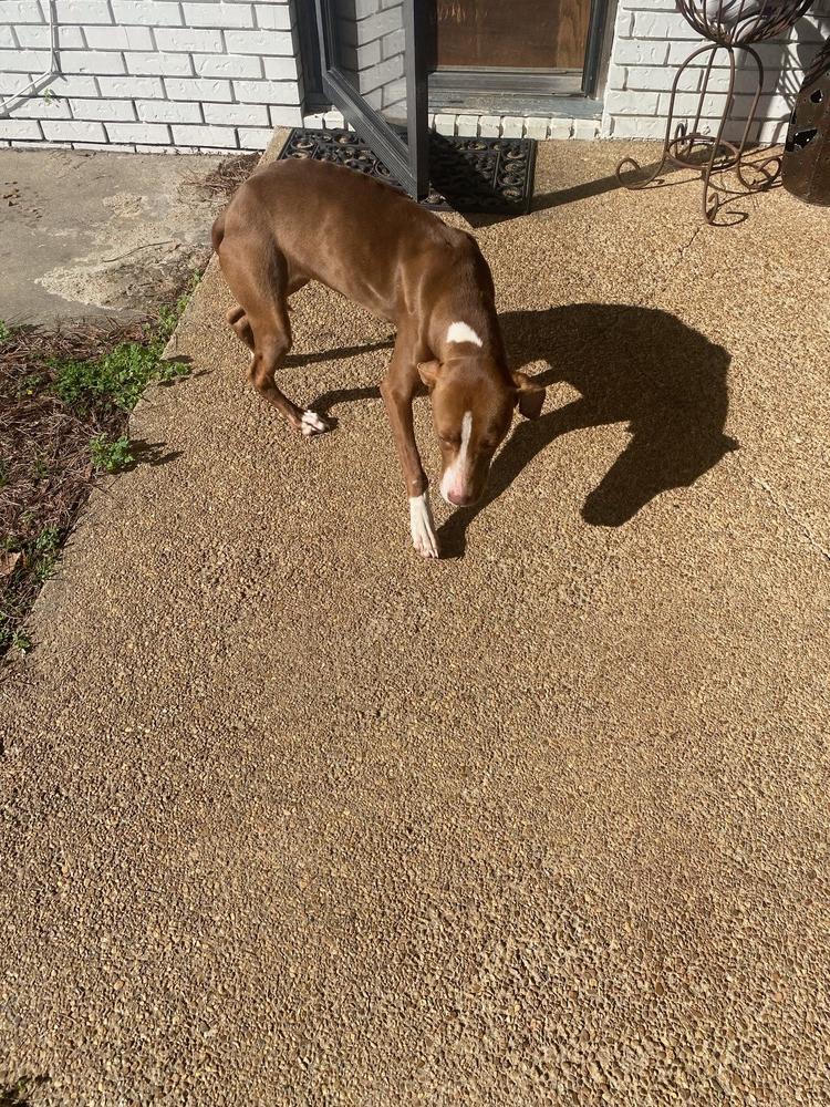 Bonnie 23, a Adopted Mixed Breed in Crystal Springs, MS image 1/2