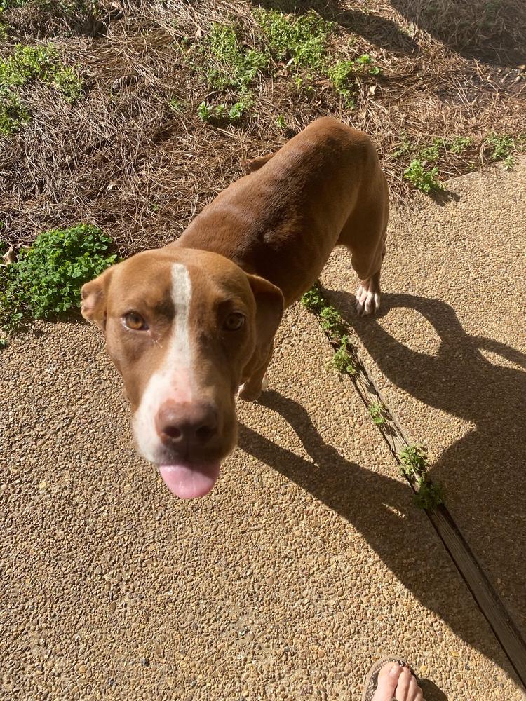 Bonnie 23, a Adopted Mixed Breed in Crystal Springs, MS image 2/2