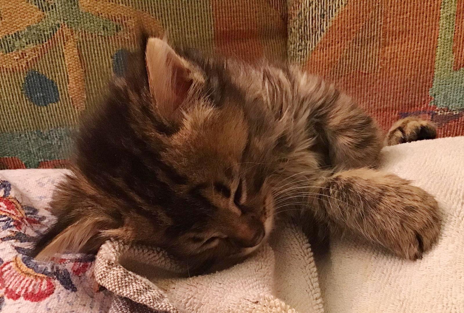 Hamilton, Adopted, Kitten Male Maine Coon & Domestic Long Hair.