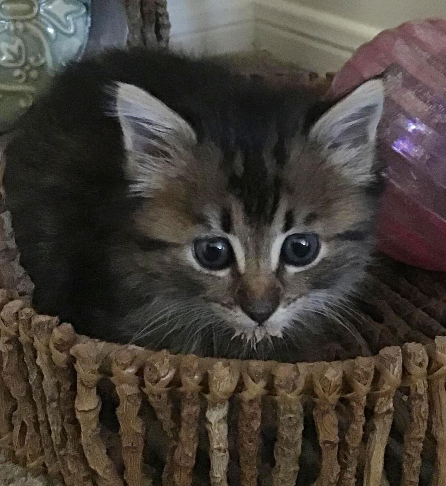 Hamilton, a Adopted mixed breed in Magnolia Springs, AL image 2/3