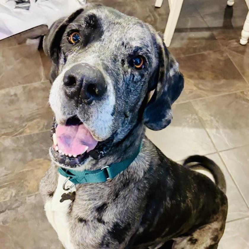 Astro, Adoptable, Adult Male Great Dane.