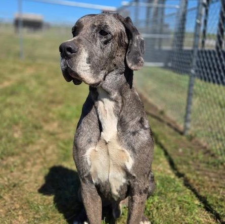 Enlarge Astro, a Adoptable Great Dane in Albany, NY image 2/2