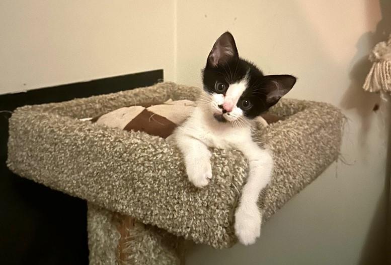 Soul (bonded with Spirit), Adopted, Kitten Male Domestic Short Hair.
