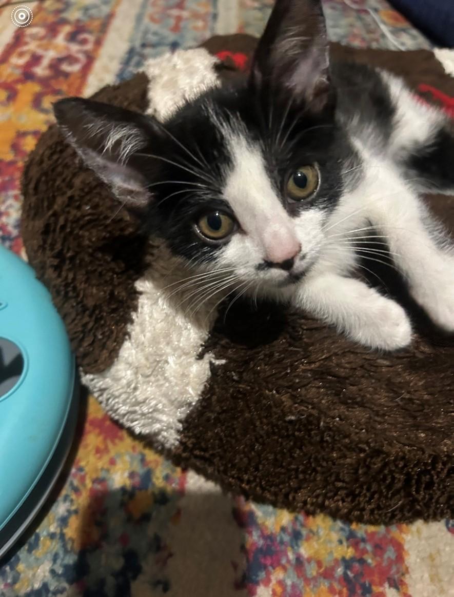 Enlarge Soul (bonded with Spirit), a Adopted Domestic Short Hair in Hawthorne, NJ image 3/6