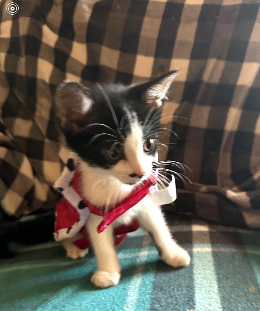 Enlarge Soul (bonded with Spirit), a Adopted Domestic Short Hair in Hawthorne, NJ image 5/6