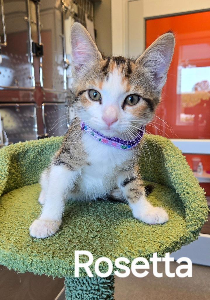 Enlarge Rosetta, a Adopted mixed breed in Sidney, OH image 1/1